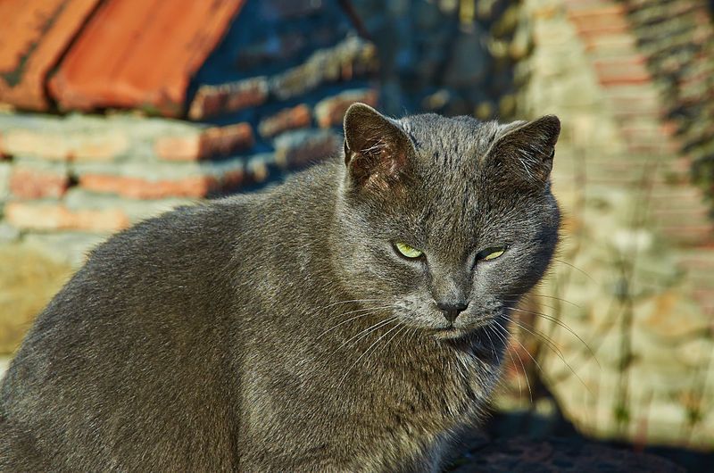 File:Georgian cat.jpg