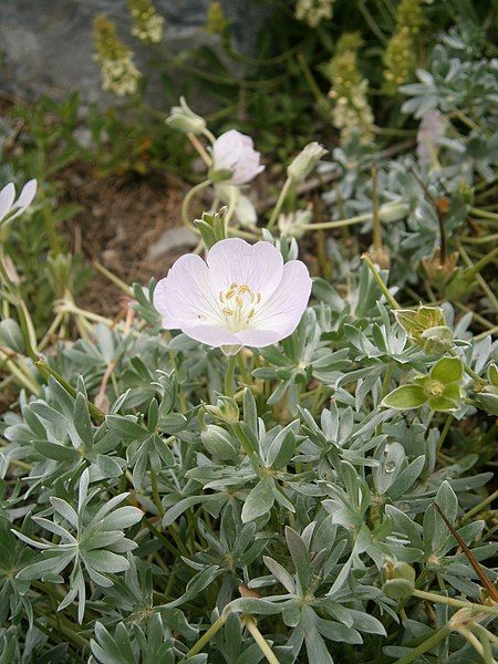 File:Geranium argenteum 03.JPG