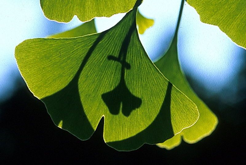 File:Ginkgo leaves.jpg