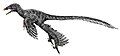 Graciliraptor