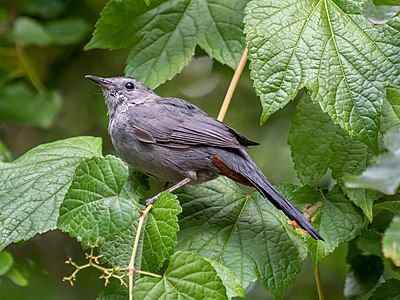 Gray catbird, by Rhododendrites