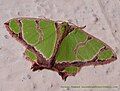 01 Family Geometridae. Subfamily Geometrinae Genus Agathia species have to check