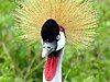 Grey Crowned Crane, national Bird of Tanzania