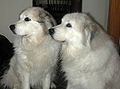 Pyrenean Mountain Dog