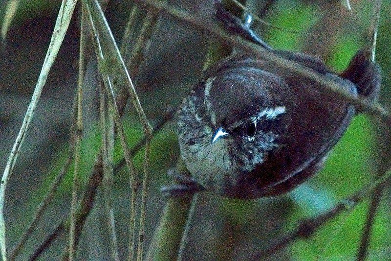 File:Hermit Wood Wren.jpg