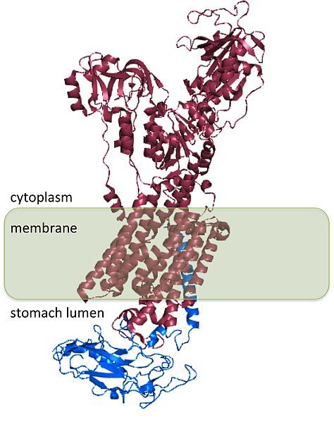 File:Hydrogen potassium ATPase.jpg