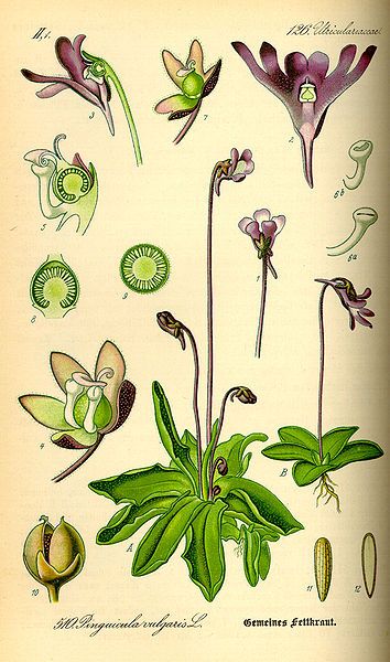 File:Illustration Pinguicula vulgaris0.jpg