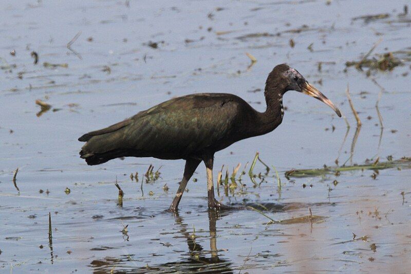 File:Immature Glossy Ibis.jpg