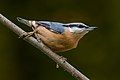 Eurasian nuthatch