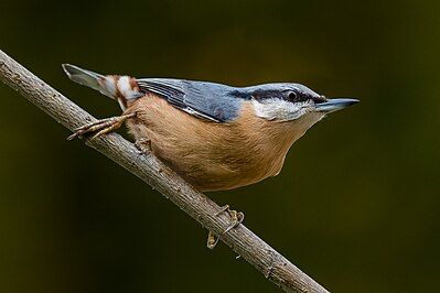 Eurasian nuthatch