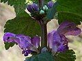 Lamium purpureum or L. maculatum?