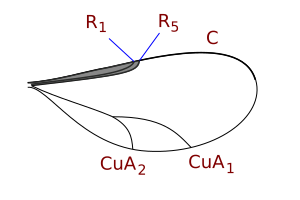 File:Lasiopterini wing veins.svg