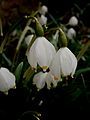 Leucojum vernum close-up