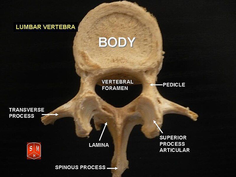 File:Lumbar vertebrae.jpg