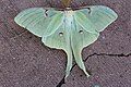 Indian Moon Moth