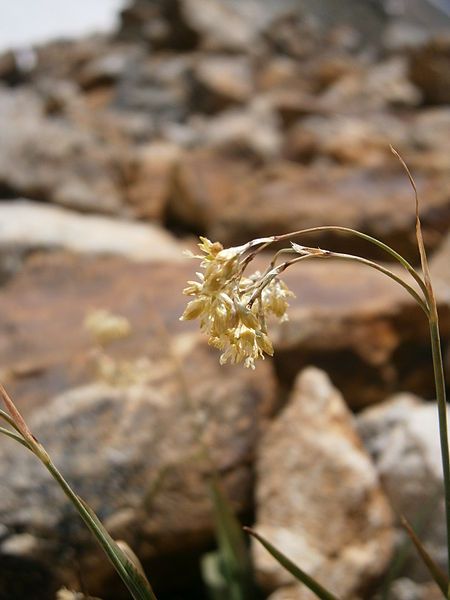 File:Luzula lutea 002.jpg