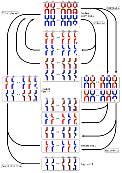 File:MitosisAndMeiosis en.png