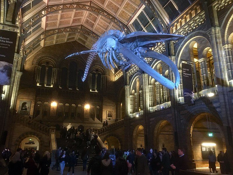 File:NHM Whale.jpg