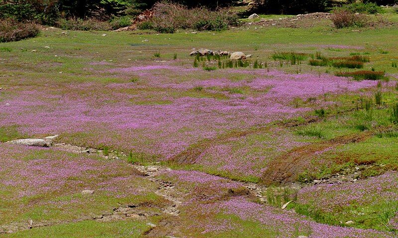 File:Navarretia leptalea meadow.jpg