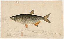 An 1837 watercolor painting of a golden shiner by Jacques Burkhardt.