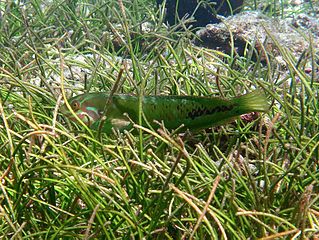 Seagrass wrasse