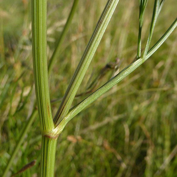 File:Oenanthe lachenalii stem.jpg