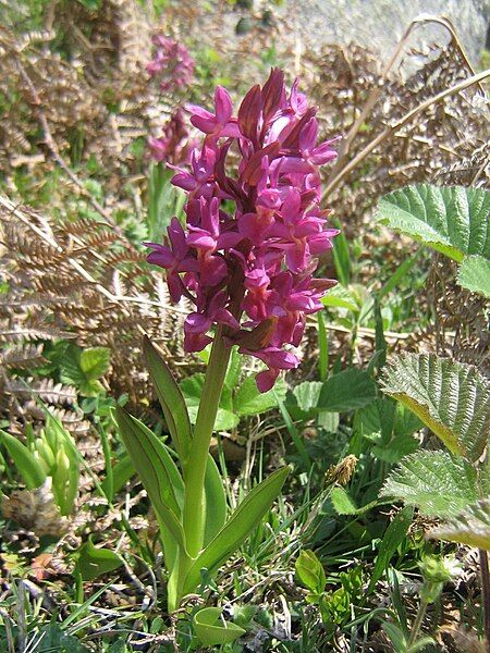 File:Orchis sureau pourpre.JPG