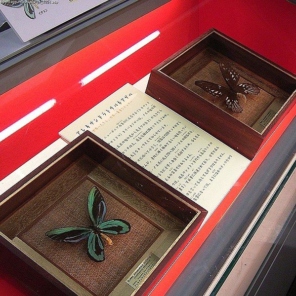 File:Ornithoptera alexandrae.jpg