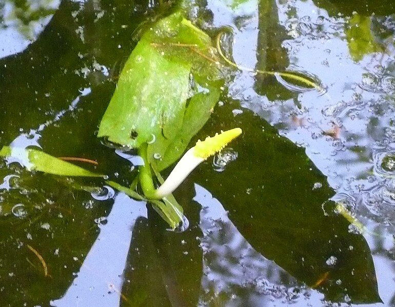 File:Orontium aquaticum (detail).jpg