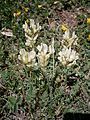 Oxytropis campestris