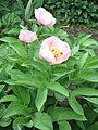 Paeonia lactiflora cv. pink