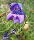 Flowers of Penstemon heterophyllus