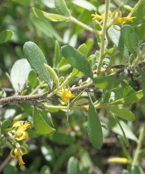 File:Persoonia sericea.jpg