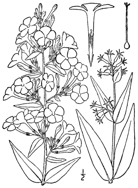 File:Phlox maculata BB-1913.png