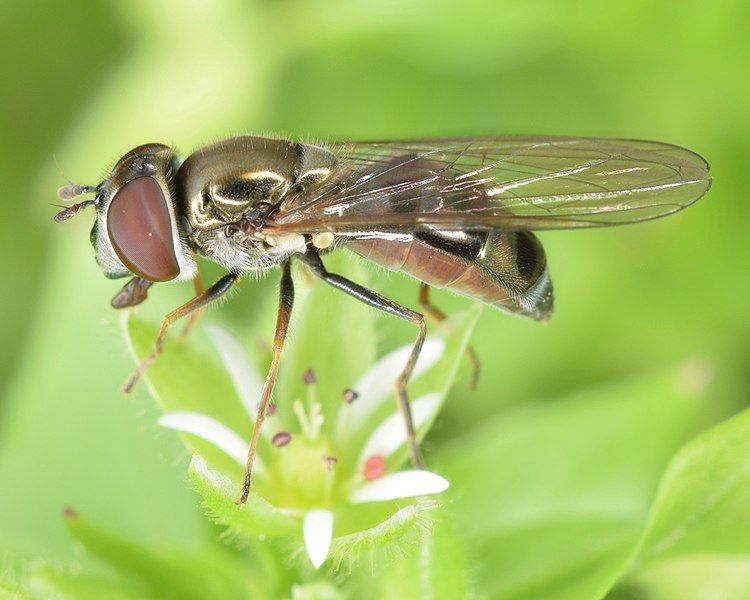 File:Platycheirus obscurus (50649093573).jpg