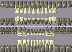 ISO notation primary teeth