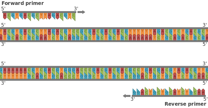 File:Primers RevComp.svg