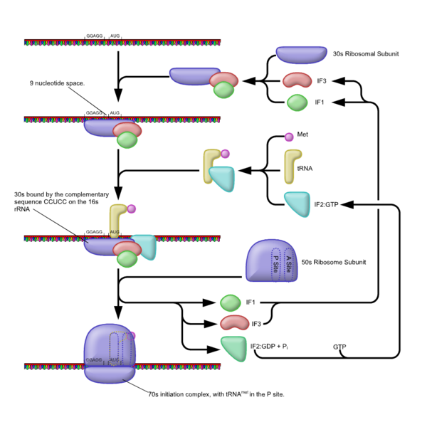 File:Prokaryotic Translation Initiation.png