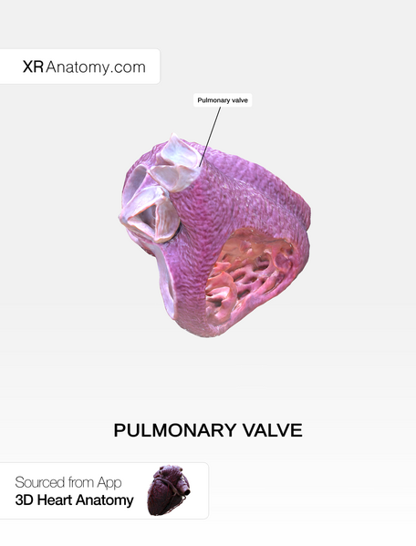 File:Pulmonary valve.png