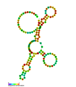 isrN Hfq binding RNA: Predicted secondary structure taken from the Rfam database. Family RF01396.