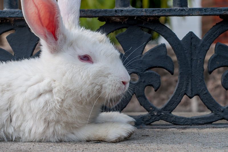 File:Rabbit resting.jpg