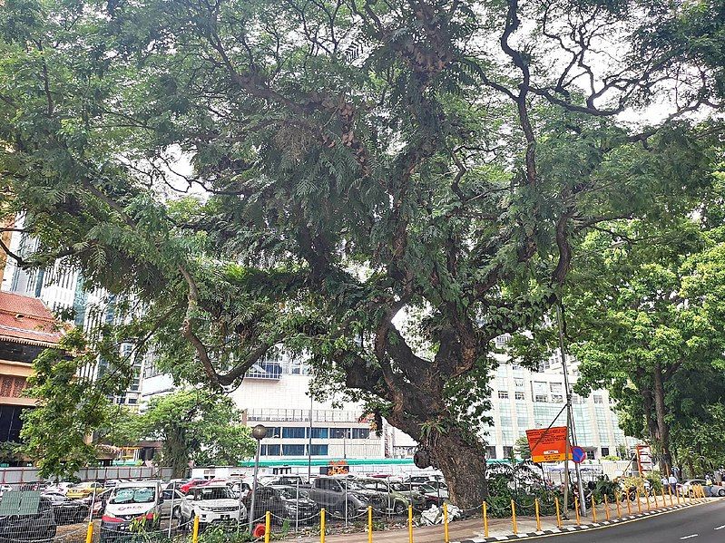 File:Rain Tree 26.jpg