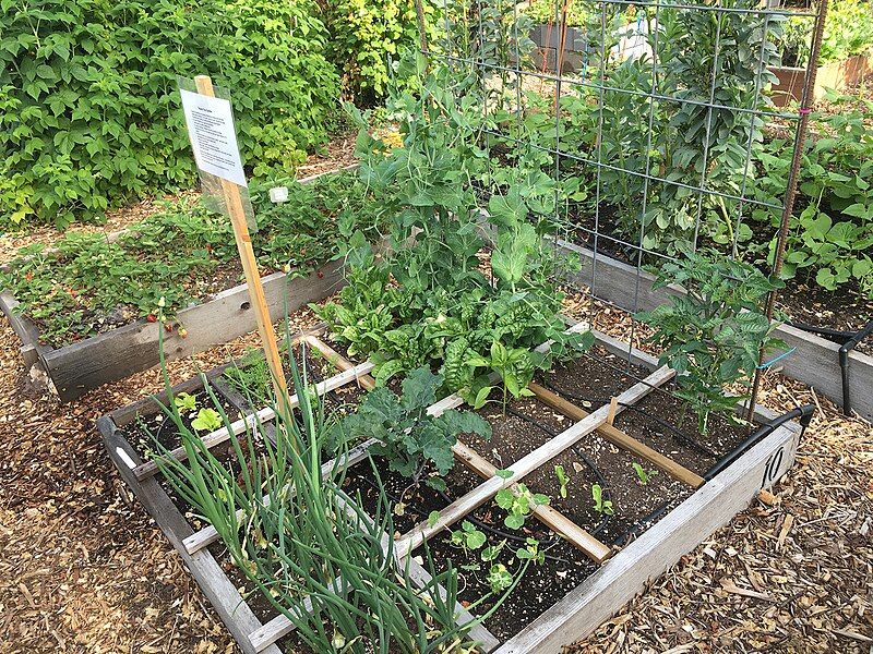 File:Raised bed (30827889786).jpg