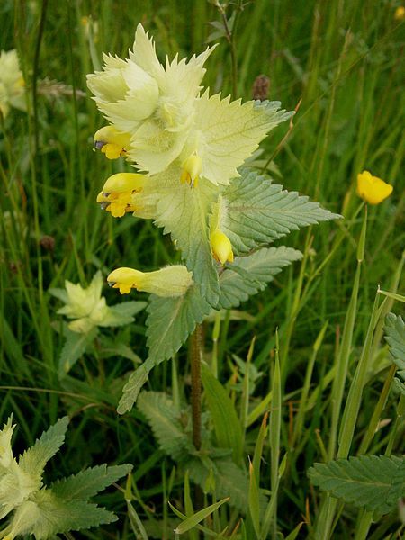 File:Rhinanthus alectorolophus04.jpg