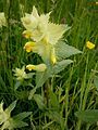 Rhinanthus alectorolophus