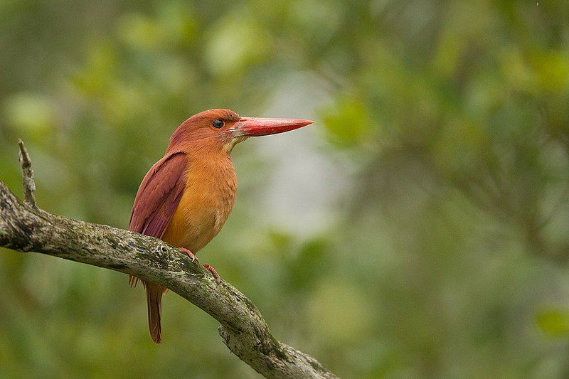 File:Ruddy kingfisher sunderban.jpg