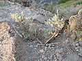 Sagebrush between rocks