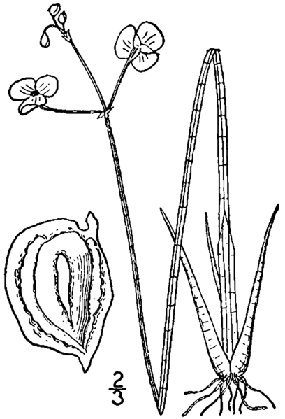 File:Sagittaria teres drawing.png