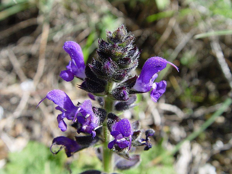 File:Salvia verbenaca b.JPG