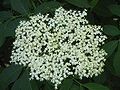 Sambucus nigra inflorescence